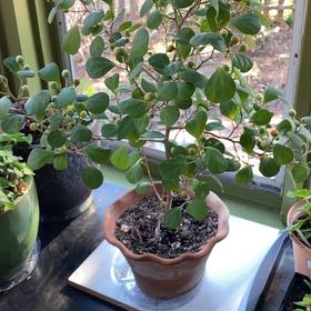 Photo of the plant species Mistletoe Fig by @StrongOxlip10 named Zeus on Greg, the plant care app