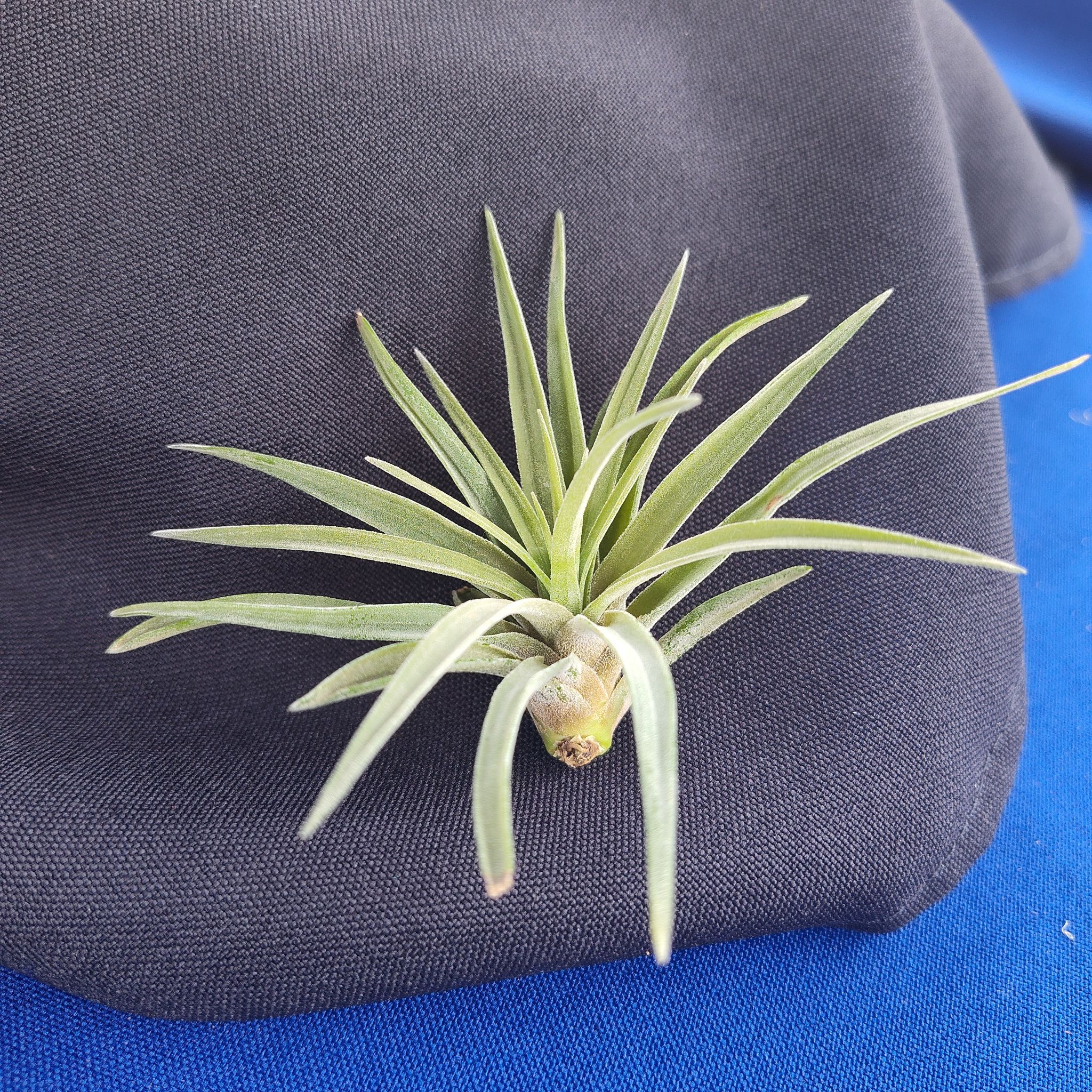 Photo of the plant species Tillandsia disticha by @BaeB named Mollie on Greg, the plant care app