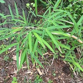 Photo of the plant species Switchcane by @VastGopherplant named Cleopatra on Greg, the plant care app