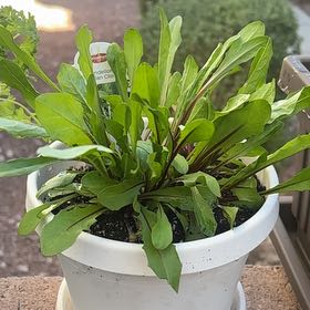 Photo of the plant species Dandelion by @HooraySalsify54 named Dandy on Greg, the plant care app