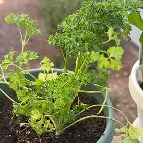 Photo of the plant species Curly Parsley by @HooraySalsify54 named Curly on Greg, the plant care app