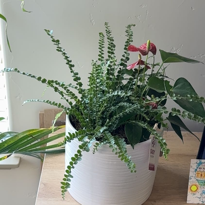 Photo of the plant species flamingo lily by @SassyOgreears9 named Diana on Greg, the plant care app