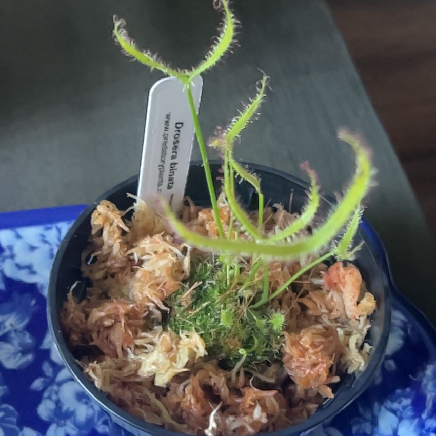 Photo of the plant species Forked Sundew by @CivilLeafcelery named Pax on Greg, the plant care app