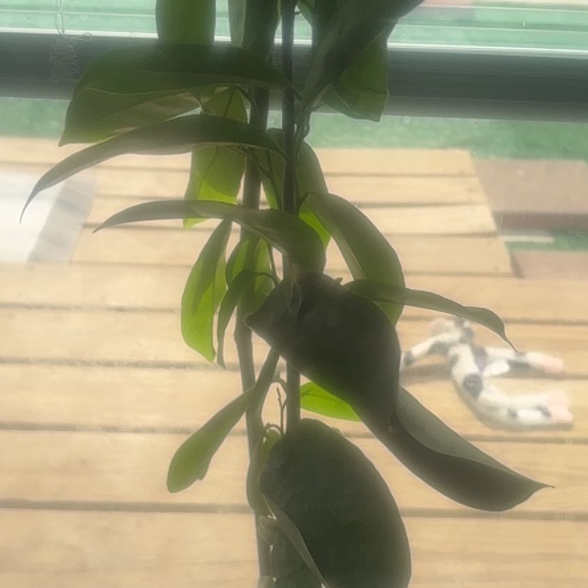 Photo of the plant species Panama Red Passionfruit by @LushGreenice24 named Athena on Greg, the plant care app