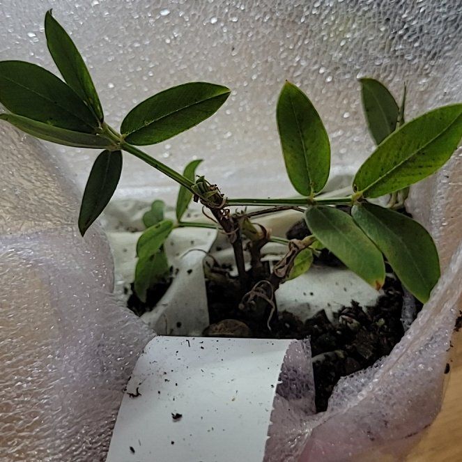 Photo of the plant species Peanut by @BeatificCanna68 named Girlfrond on Greg, the plant care app