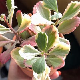 Photo of the plant species Kalanchoe 'Fire Rainbow' by @WhizWychelm90 named Choe on Greg, the plant care app