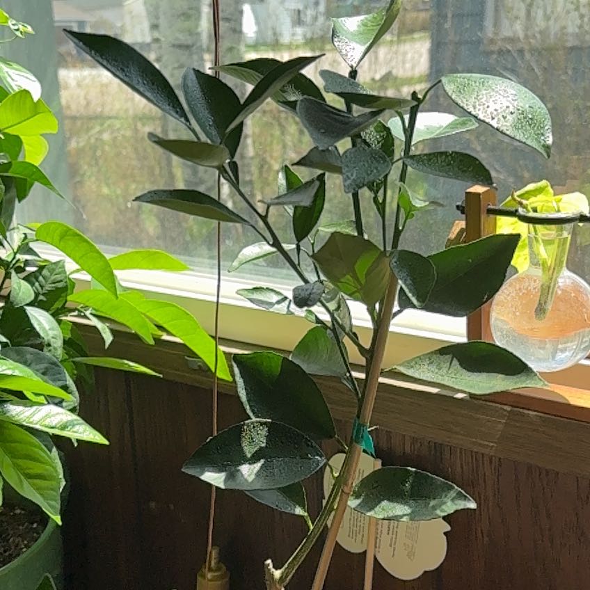 Photo of the plant species Washington Naval Orange by @WhizWychelm90 named Navy on Greg, the plant care app