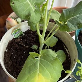 Photo of the plant species Aspabroc Baby Broccoli by @ClubbyKalopanax named Tupot amaroot on Greg, the plant care app