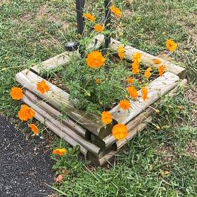 Photo of the plant species Sulphur Cosmos by @ProudlyGoatweed named Bodhi on Greg, the plant care app