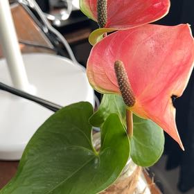 Photo of the plant species Flamingo Lily by @TeachableTipa named Gates on Greg, the plant care app