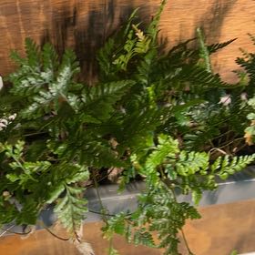 Plant care for Anogramma on Greg, the plant care app