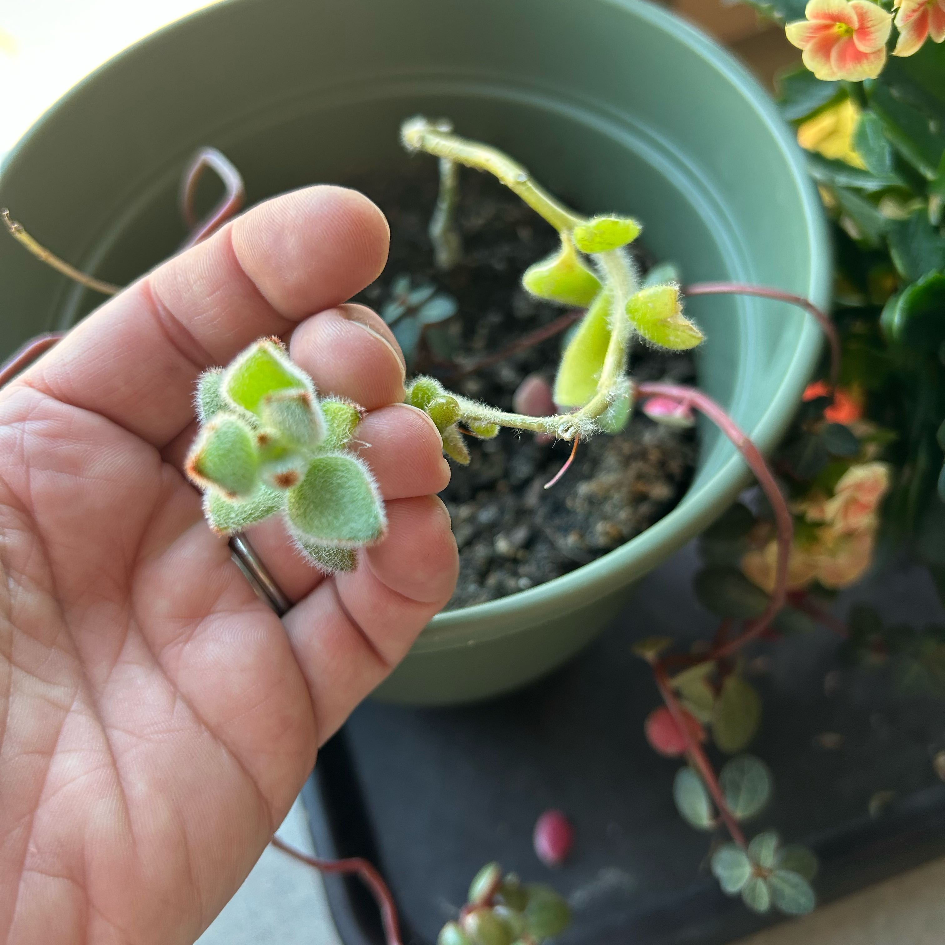 Photo of the plant species Aichryson by @LadyGreen76 named Dragon on Greg, the plant care app