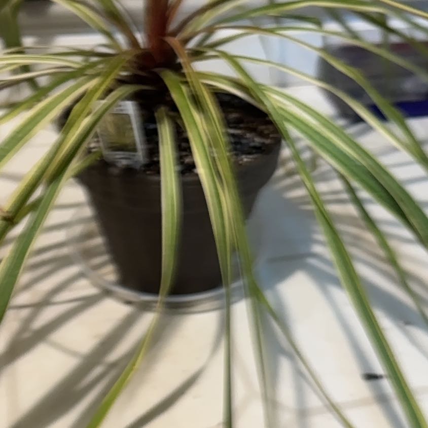 Photo of the plant species Torbay Razzle Dazzle Cabbage Tree by @GladSpiderplant named Walt on Greg, the plant care app