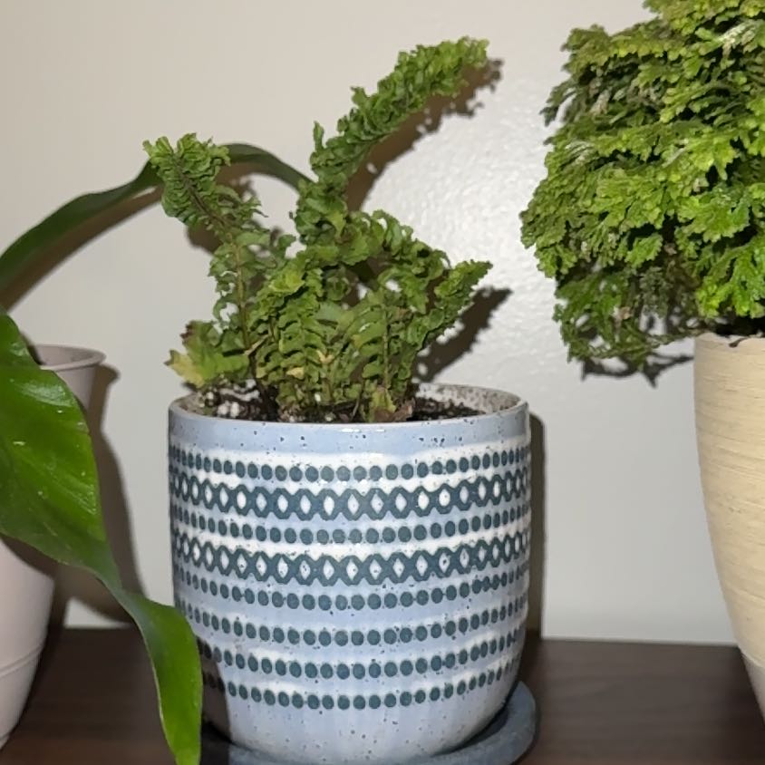 Photo of the plant species Nephrolepis exaltata 'Blue Belle' by @GladSpiderplant named Mochi on Greg, the plant care app