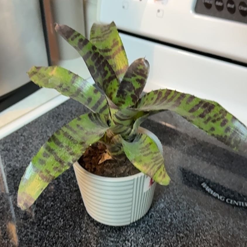 Photo of the plant species Blushing Bromeliad by @GladSpiderplant named Wall-E on Greg, the plant care app