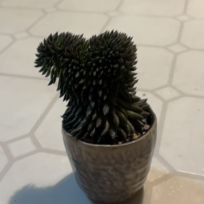 Photo of the plant species Crested Chinese Jade by @GladSpiderplant named Gobi on Greg, the plant care app