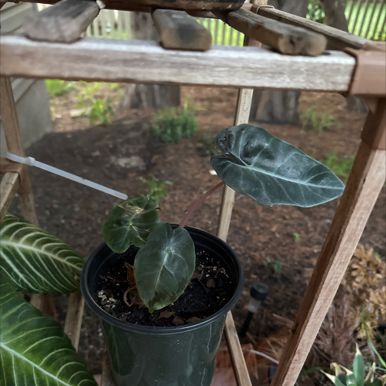 Photo of the plant species Pink Dragon by @GladSpiderplant named Luna on Greg, the plant care app