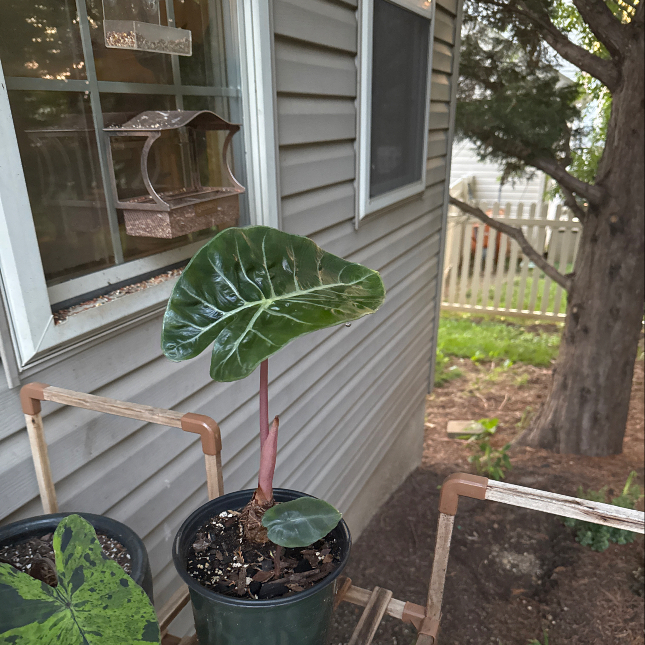 Photo of the plant species Pink Dragon by @GladSpiderplant named Muhammad Ali on Greg, the plant care app