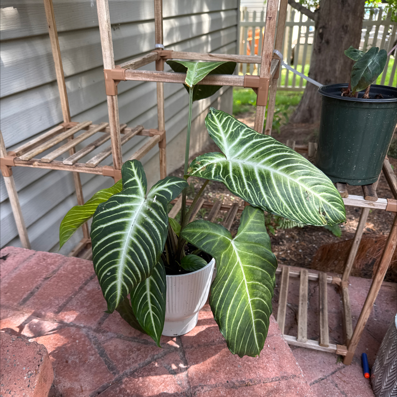 Photo of the plant species Caladium Iindenii by @GladSpiderplant named Elina on Greg, the plant care app