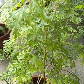 Photo of the plant species Wild Cosmos by @tuakpapi named Maharajah on Greg, the plant care app