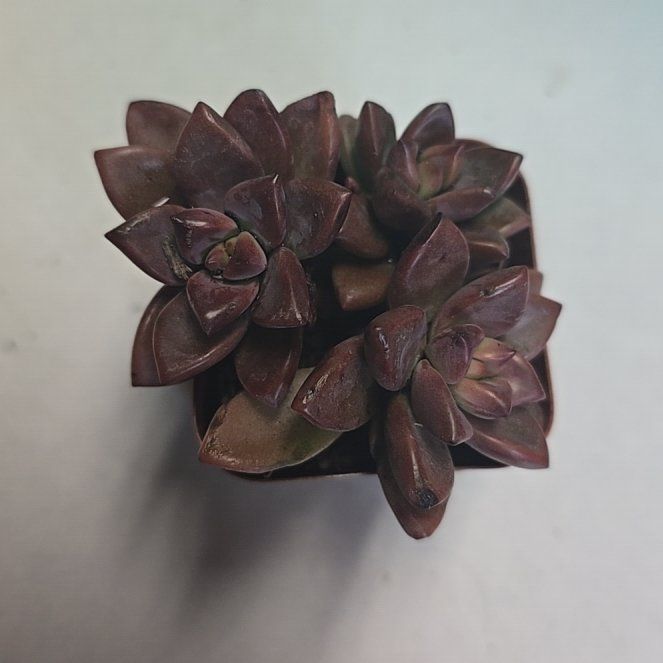 Photo of the plant species Graprosedum 'Bronze' by @SavvyPinkball named Treeyoncé on Greg, the plant care app