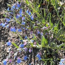 Photo of the plant species Earleaf Bellflower by @LordMullein14 named Tupot amaroot on Greg, the plant care app