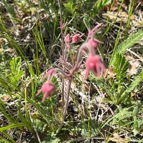 Photo of the plant species Old Man's Whiskers by @LordMullein14 named Apollo on Greg, the plant care app