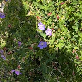 Photo of the plant species Meadow Geranium by @LordMullein14 named Leaf Erickson on Greg, the plant care app