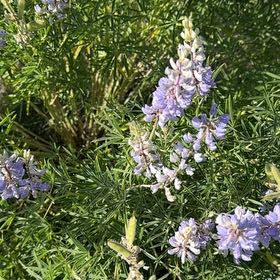 Photo of the plant species Wild Perennial Lupine by @LordMullein14 named Anne on Greg, the plant care app