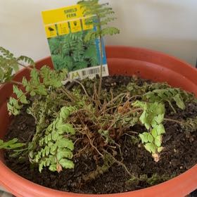 Photo of the plant species Polystichum retrosopaleaceum by @HipTupeia75 named Kardashian on Greg, the plant care app
