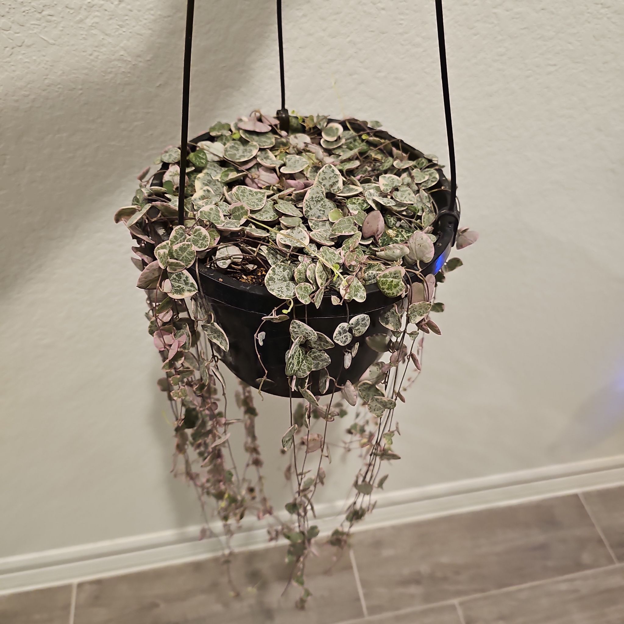 String of Hearts Var