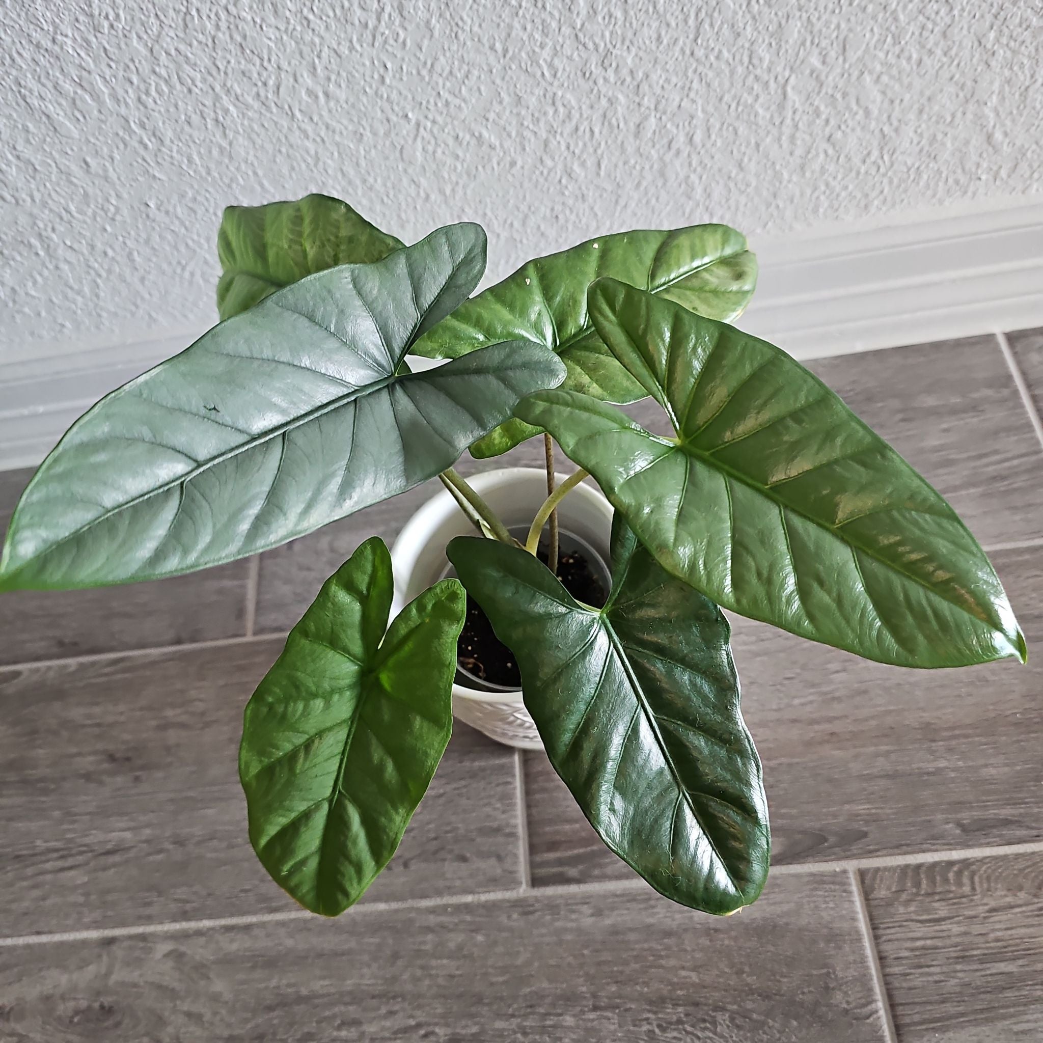 Alocasia Corazon Plant Care: Water, Light, Nutrients | Greg App 🌱
