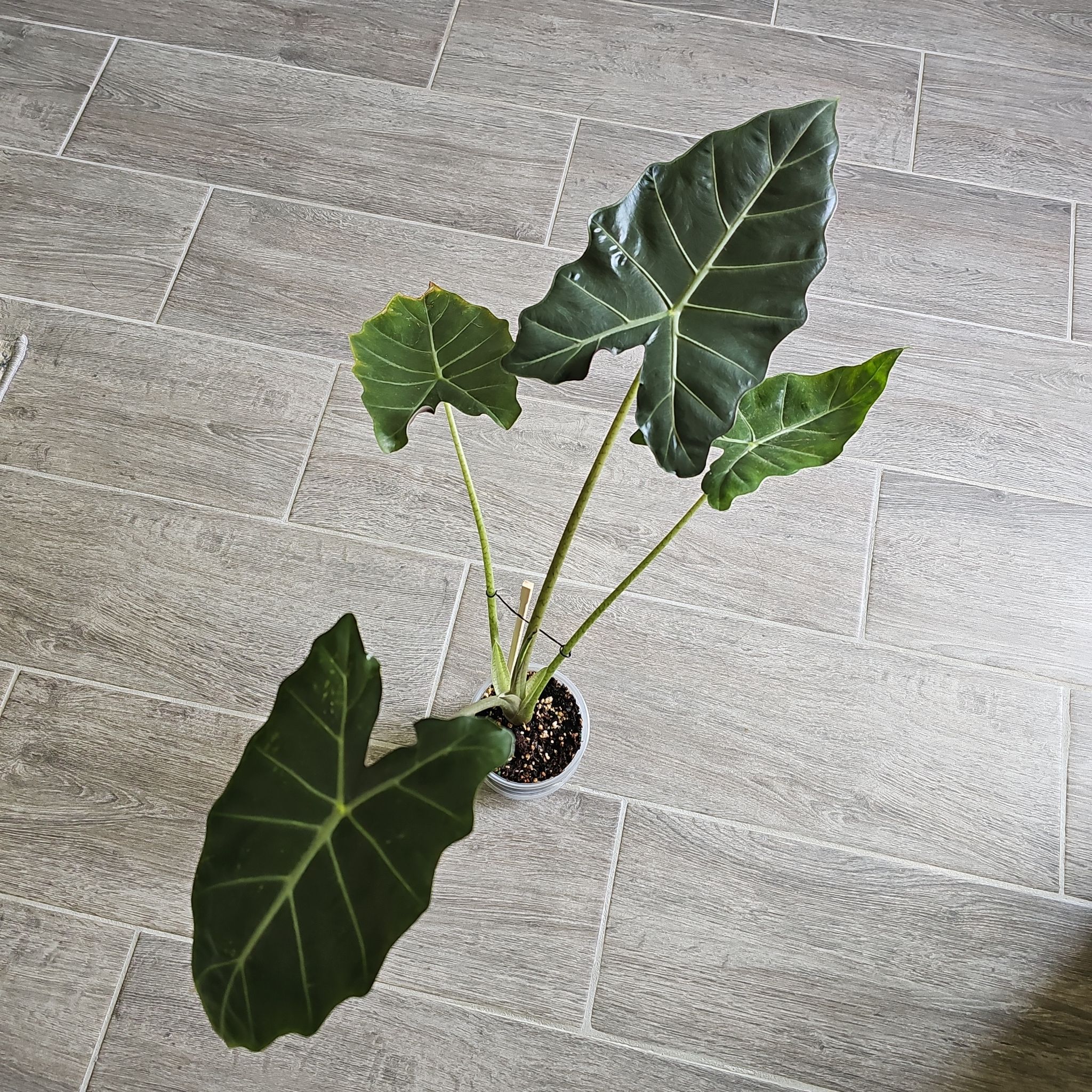 Photo of the plant species Elephant Ear 'Mayan Mask' by @WisePlantito named Al. Mayan Mask on Greg, the plant care app
