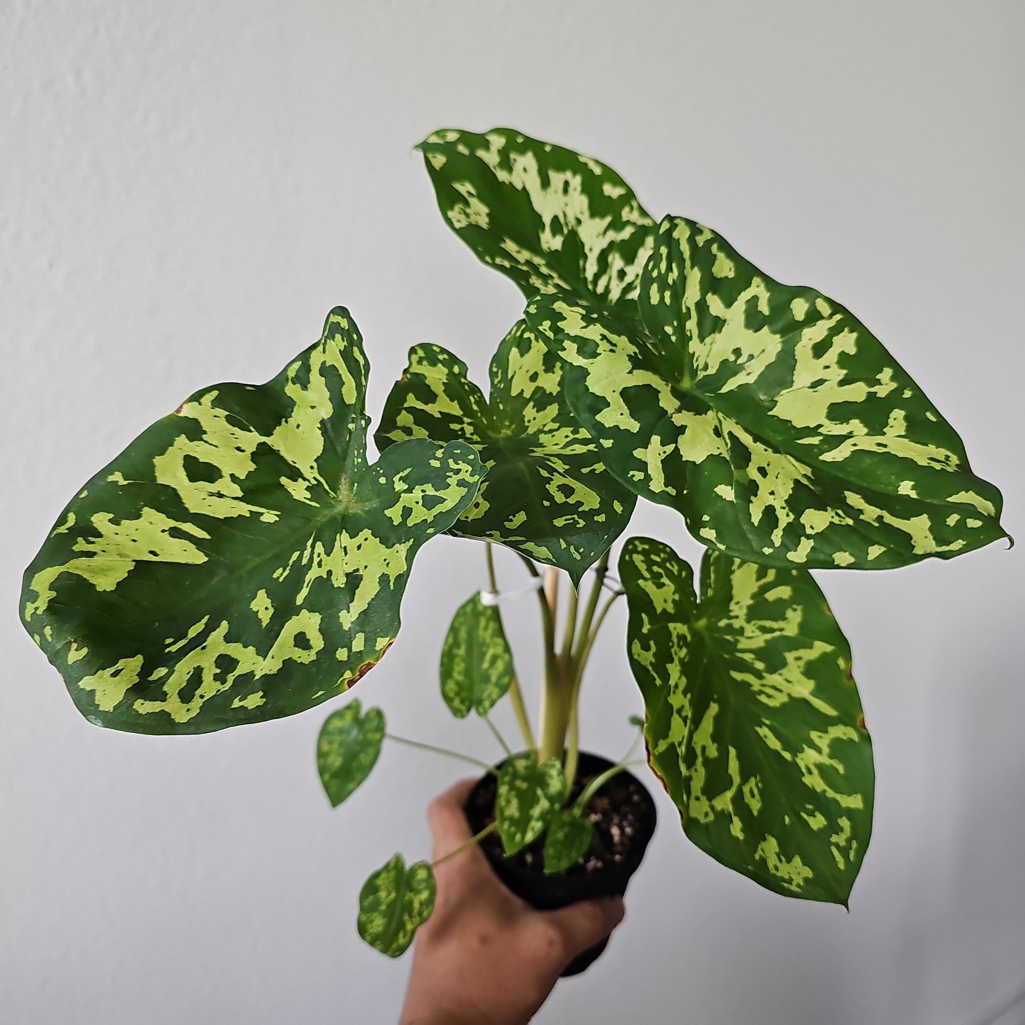 Photo of the plant species Hilo Beauty by @WisePlantito named Al. Hilo Beauty on Greg, the plant care app