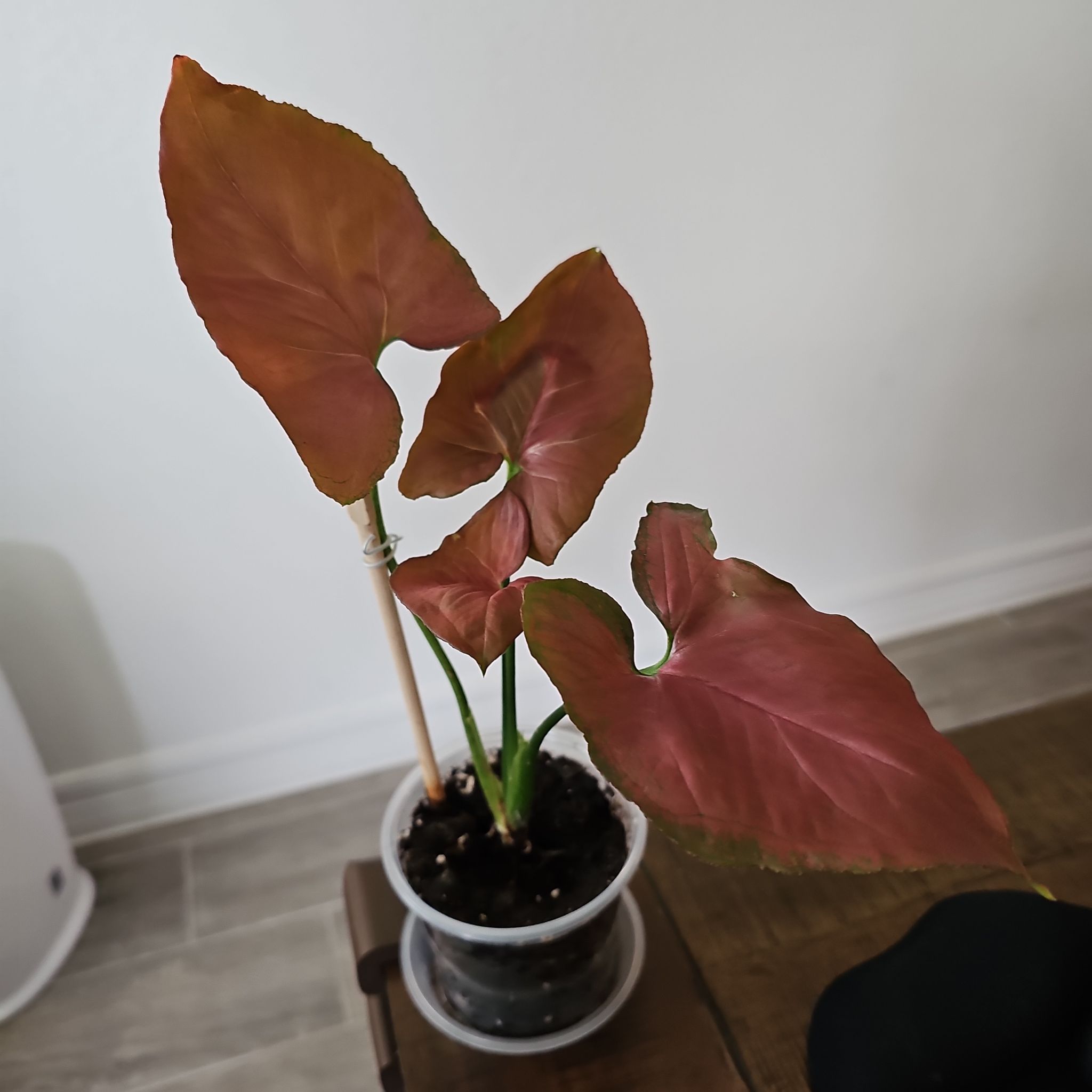 Photo of the plant species Syngonium by @WisePlantito named Syn. Orm Nak Red on Greg, the plant care app