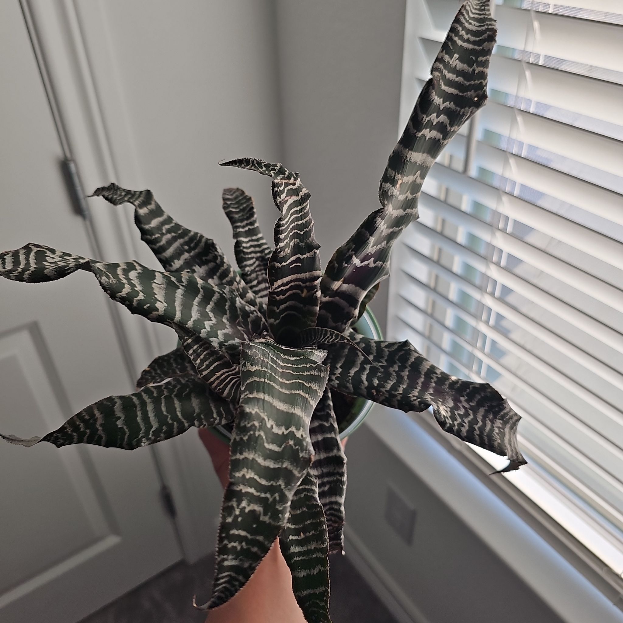Photo of the plant species Bromeliad by @WisePlantito named Bro. Absolute Zero on Greg, the plant care app