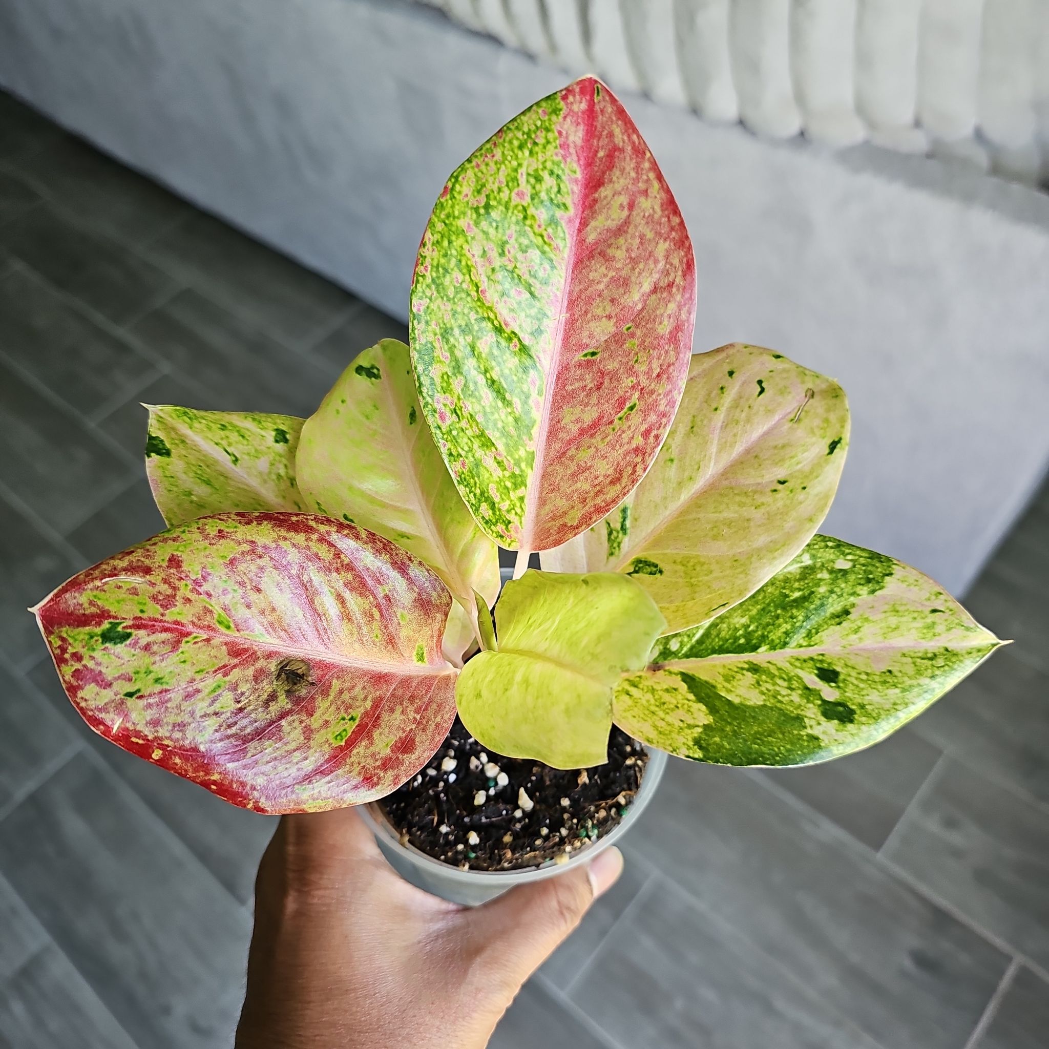 Photo of the plant species Pink Emerald Chinese Evergreen by @WisePlantito named Agl. Pink Emerald on Greg, the plant care app