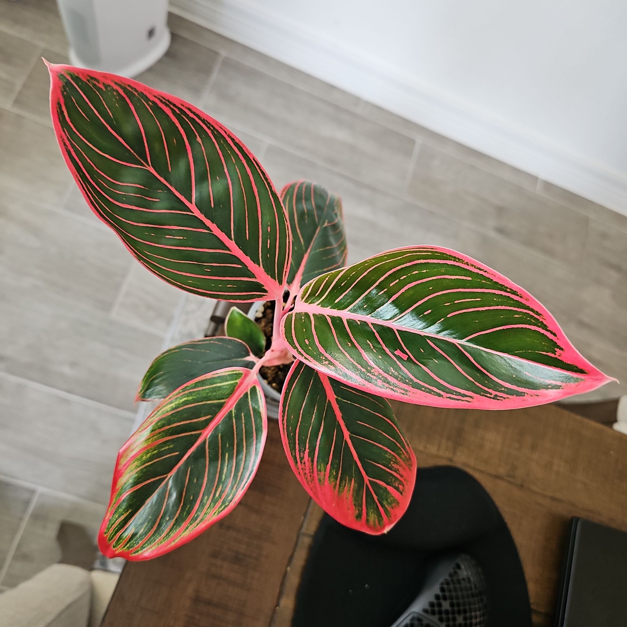Photo of the plant species Red lipstick by @WisePlantito named Agl. Khanza Pink on Greg, the plant care app
