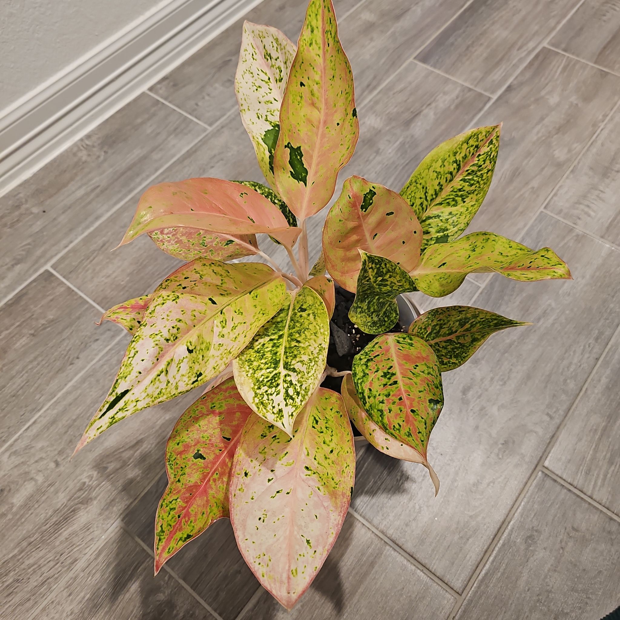 Photo of the plant species Chinese Evergreen by @WisePlantito named Agl. Bidadari on Greg, the plant care app
