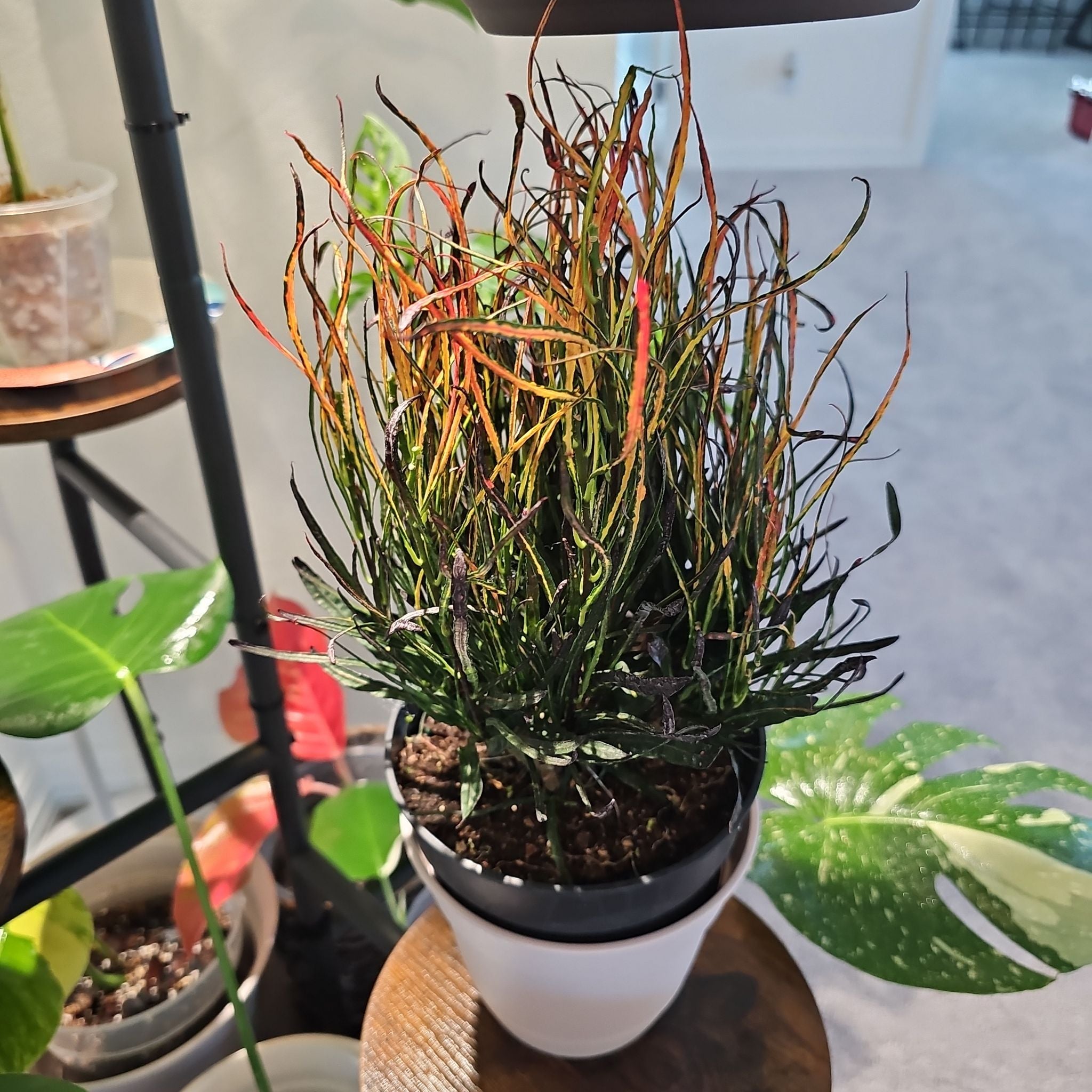 Photo of the plant species Picasso's Paintbrush by @WisePlantito named Croton Picasso on Greg, the plant care app