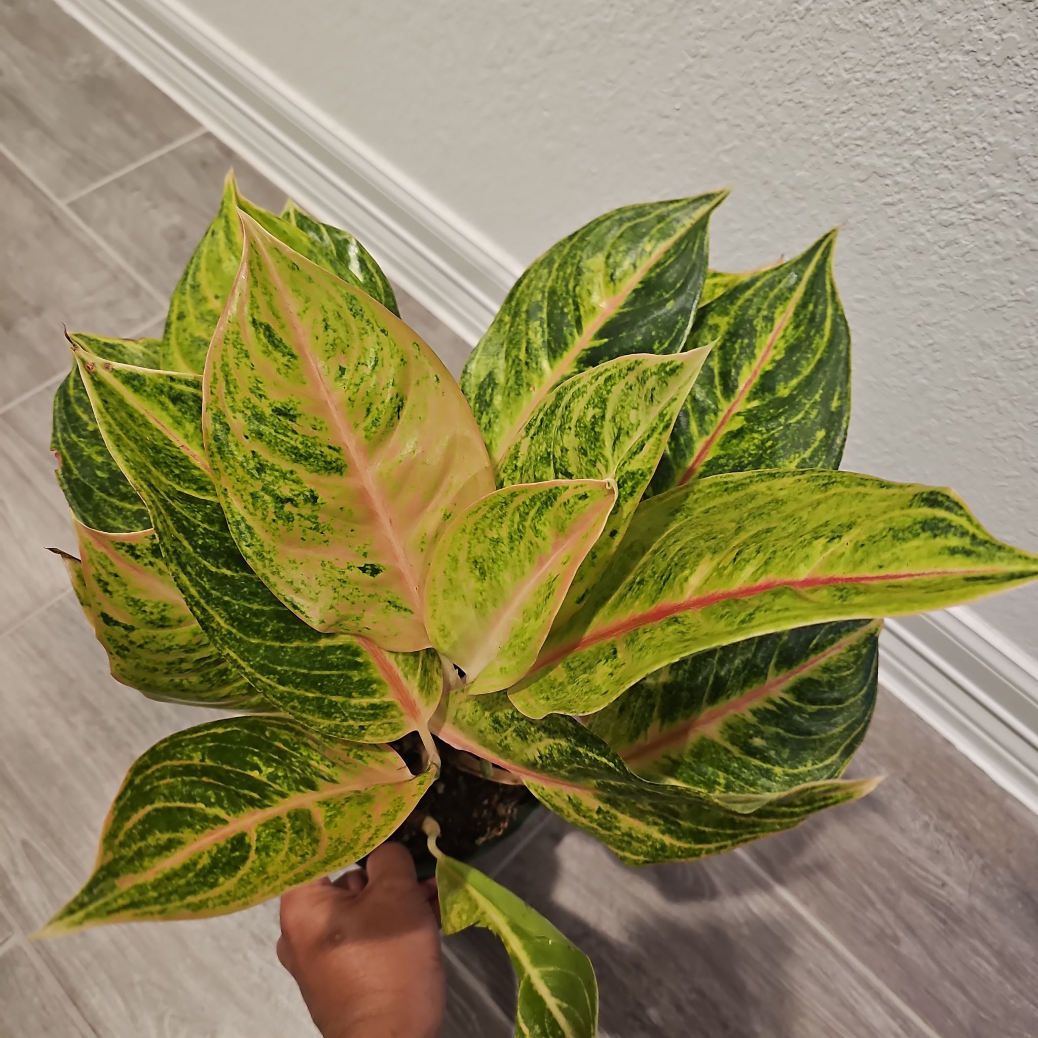 Photo of the plant species Golden Papaya Chinese Evergreen by @WisePlantito named Agl. Golden Papaya on Greg, the plant care app