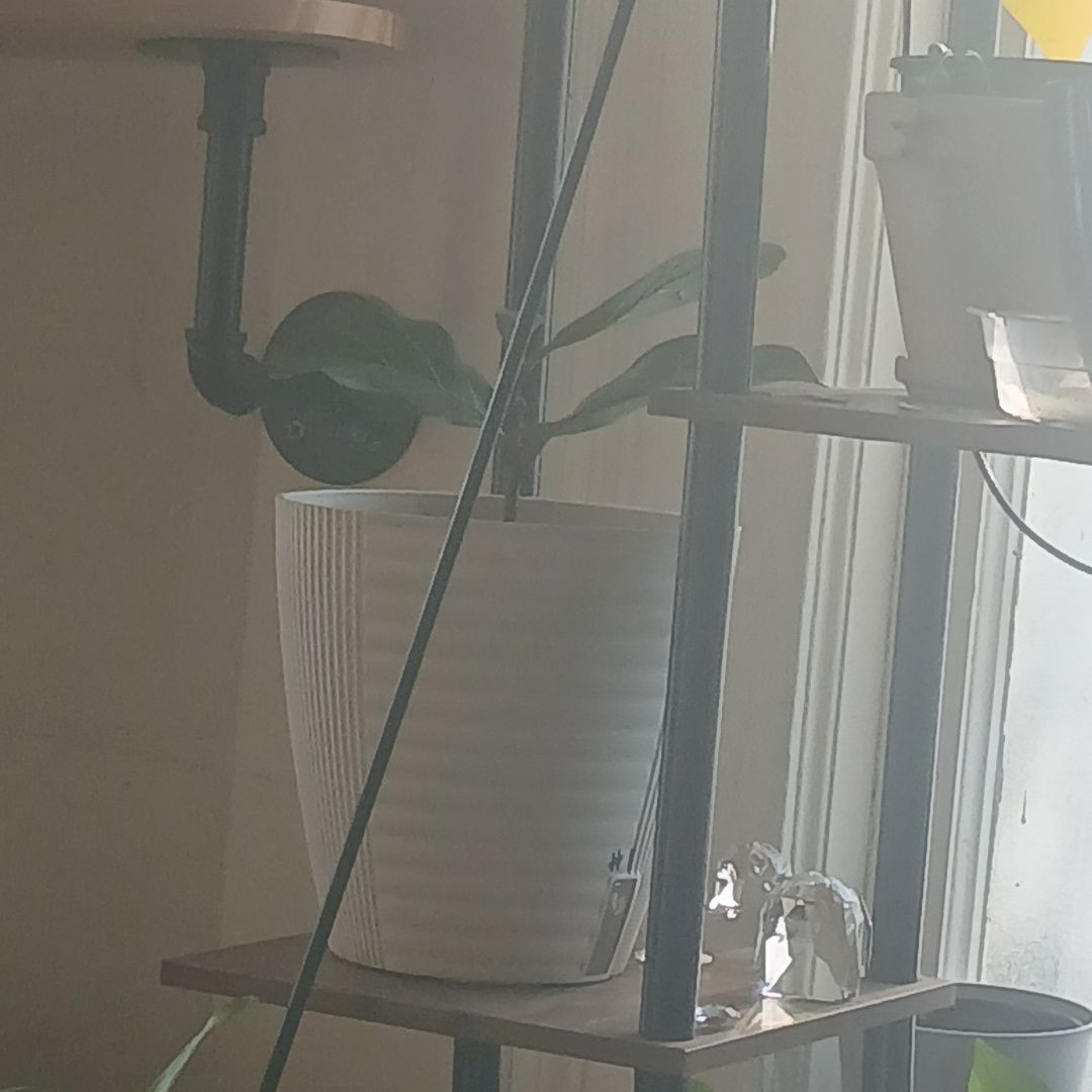Photo of the plant species Fiddle Fig by @MamaMayhem named Rihanna on Greg, the plant care app