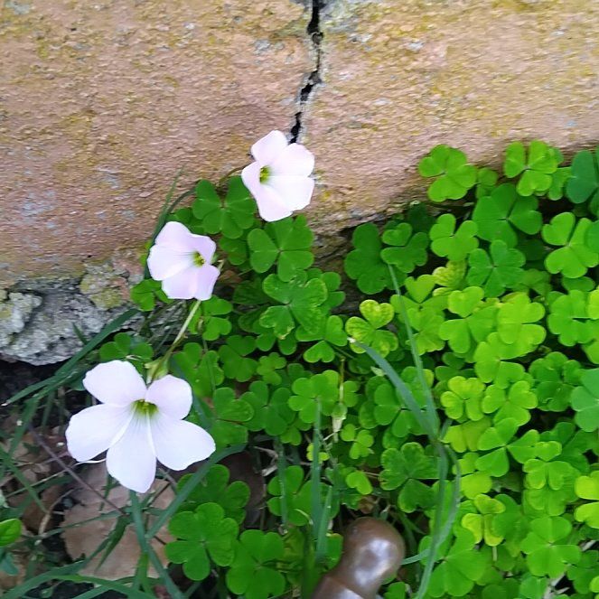 Photo of the plant species Purple Woodsorrel by @IconSarcodes53 named Naomi on Greg, the plant care app