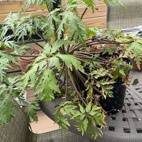 Photo of the plant species Giant Herb-Robert by @LastingRedcap60 named Spike Leaves on Greg, the plant care app