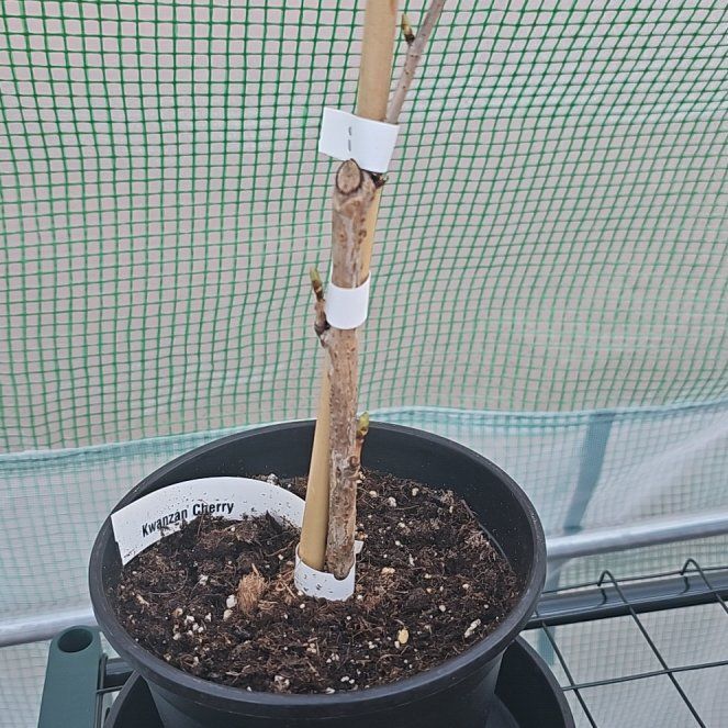 Photo of the plant species Double Cherry Blossom by @Lividreptar named Eva on Greg, the plant care app