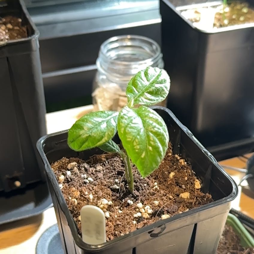 Photo of the plant species Loquat by @ElaborateMira55 named Homer on Greg, the plant care app