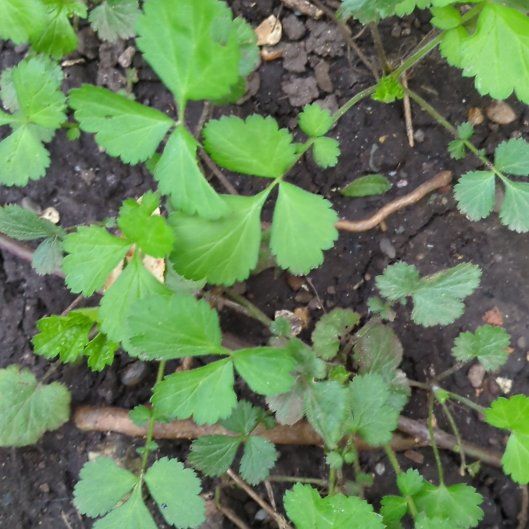 Photo of the plant species White Avens by @AbleWaterwheel named Daphne on Greg, the plant care app