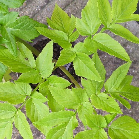 Photo of the plant species Garden Angelica by @AbleWaterwheel named McKinley on Greg, the plant care app