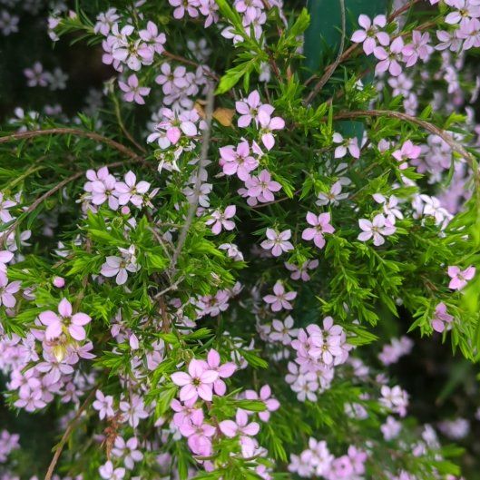 Photo of the plant species Cape May by @AbleWaterwheel named Duke on Greg, the plant care app