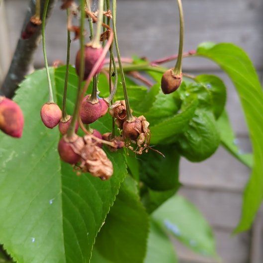 Photo of the plant species Sweet Cherry by @AbleWaterwheel named Tolkien on Greg, the plant care app